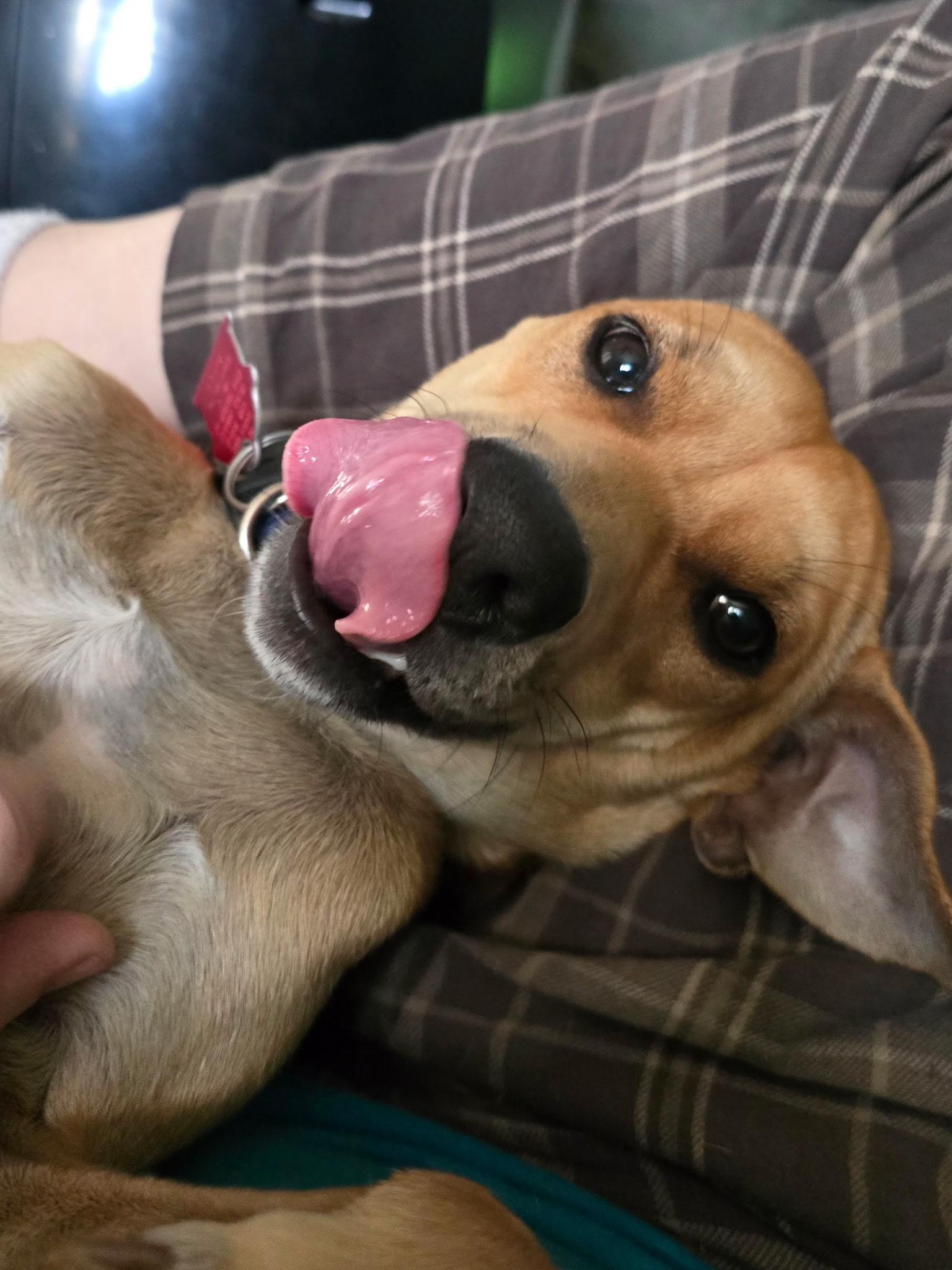 Enlarge Oakley, a Adoptable Chihuahua in PENSACOLA, FL image 6/6