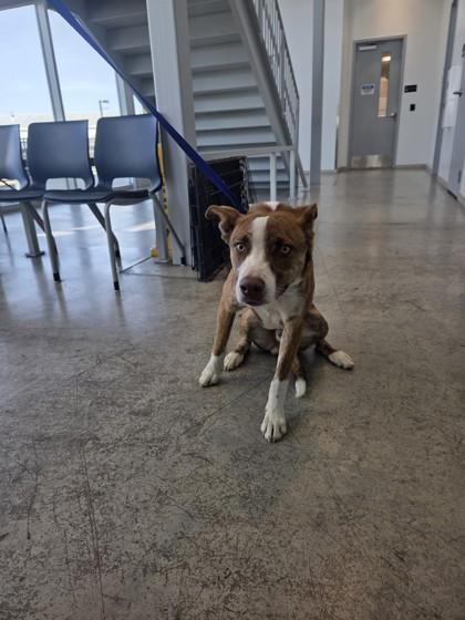 Saber — thumbnail 2