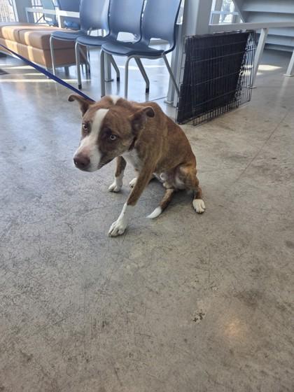 Saber — thumbnail 4