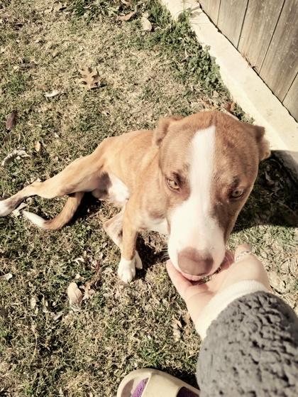 Saber — thumbnail 5