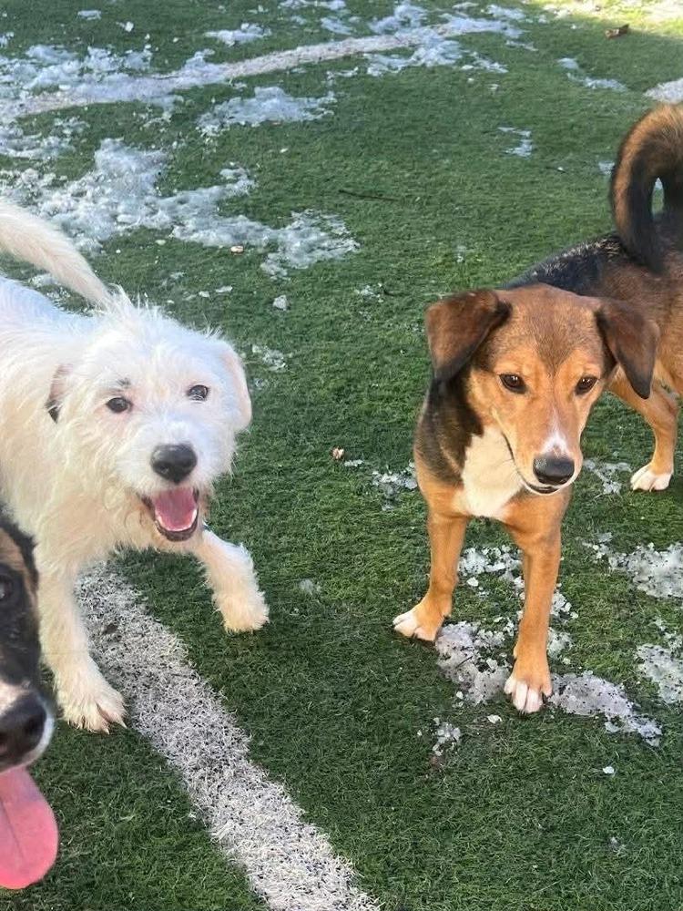 Autumn, Adoptable, Young Female Mixed Breed & Terrier.