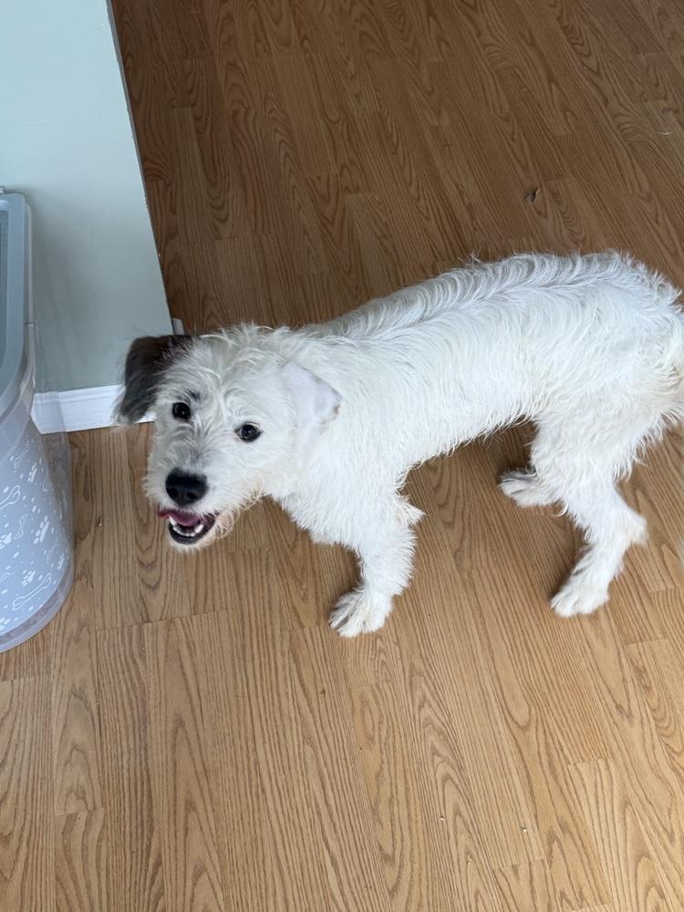 Autumn, Adoptable, Young Female Mixed Breed & Terrier.