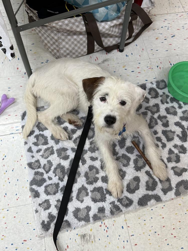 Enlarge Autumn, a Adoptable mixed breed in Springdale, PA image 2/3