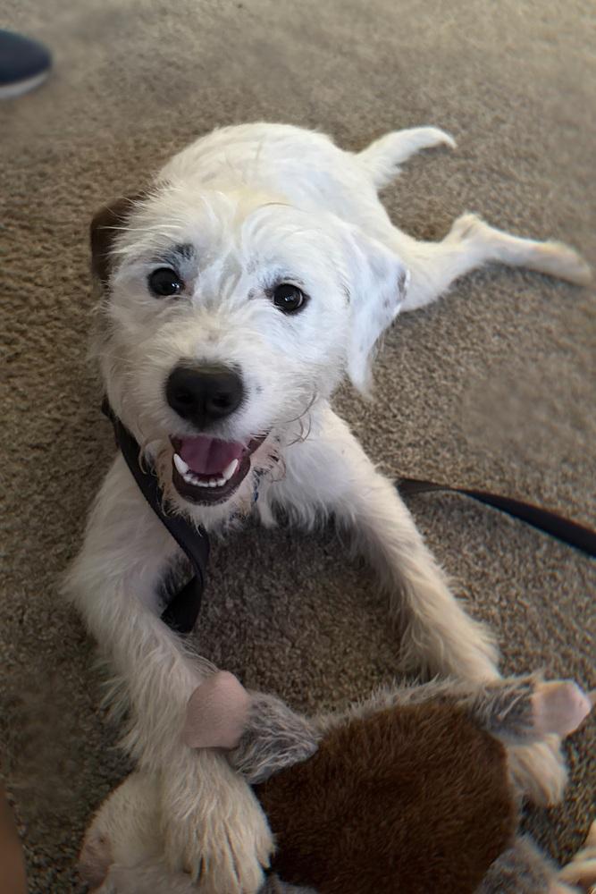 Enlarge Autumn, a Adoptable mixed breed in Springdale, PA image 3/3