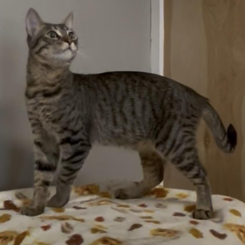 Enlarge Luigi, a Adopted Domestic Short Hair in Petaluma, CA image 2/3