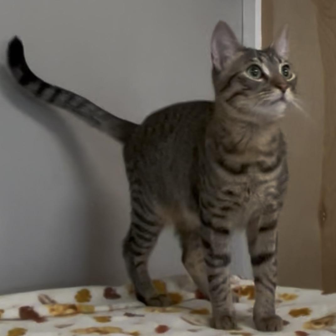 Luigi, Adopted, Young Male Domestic Short Hair.