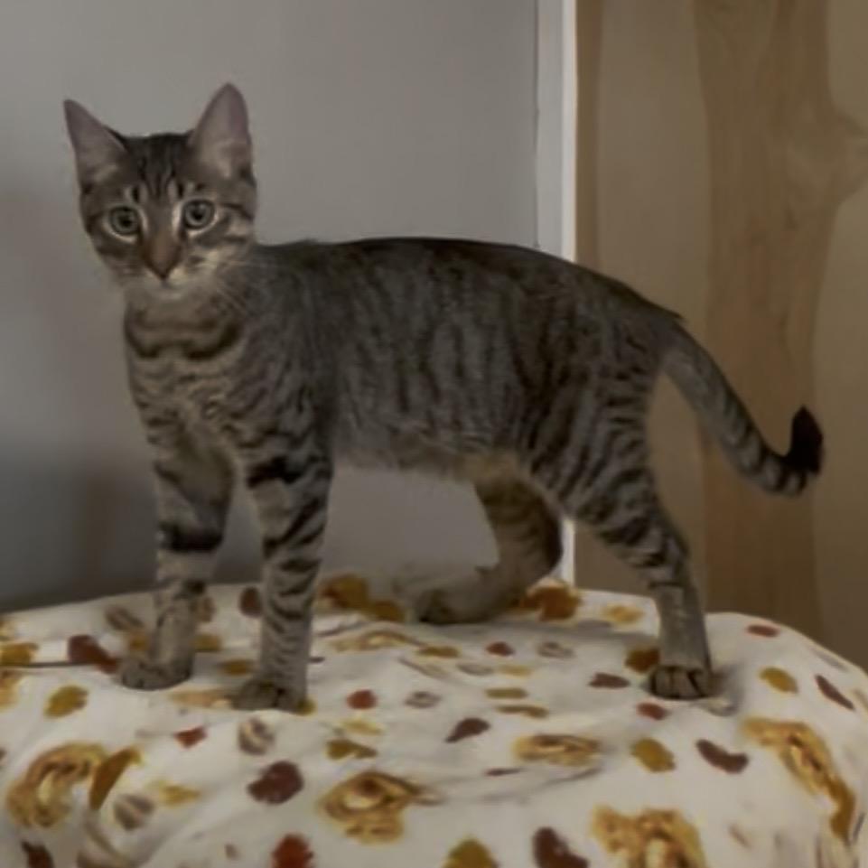 Enlarge Luigi, a Adopted Domestic Short Hair in Petaluma, CA image 3/3