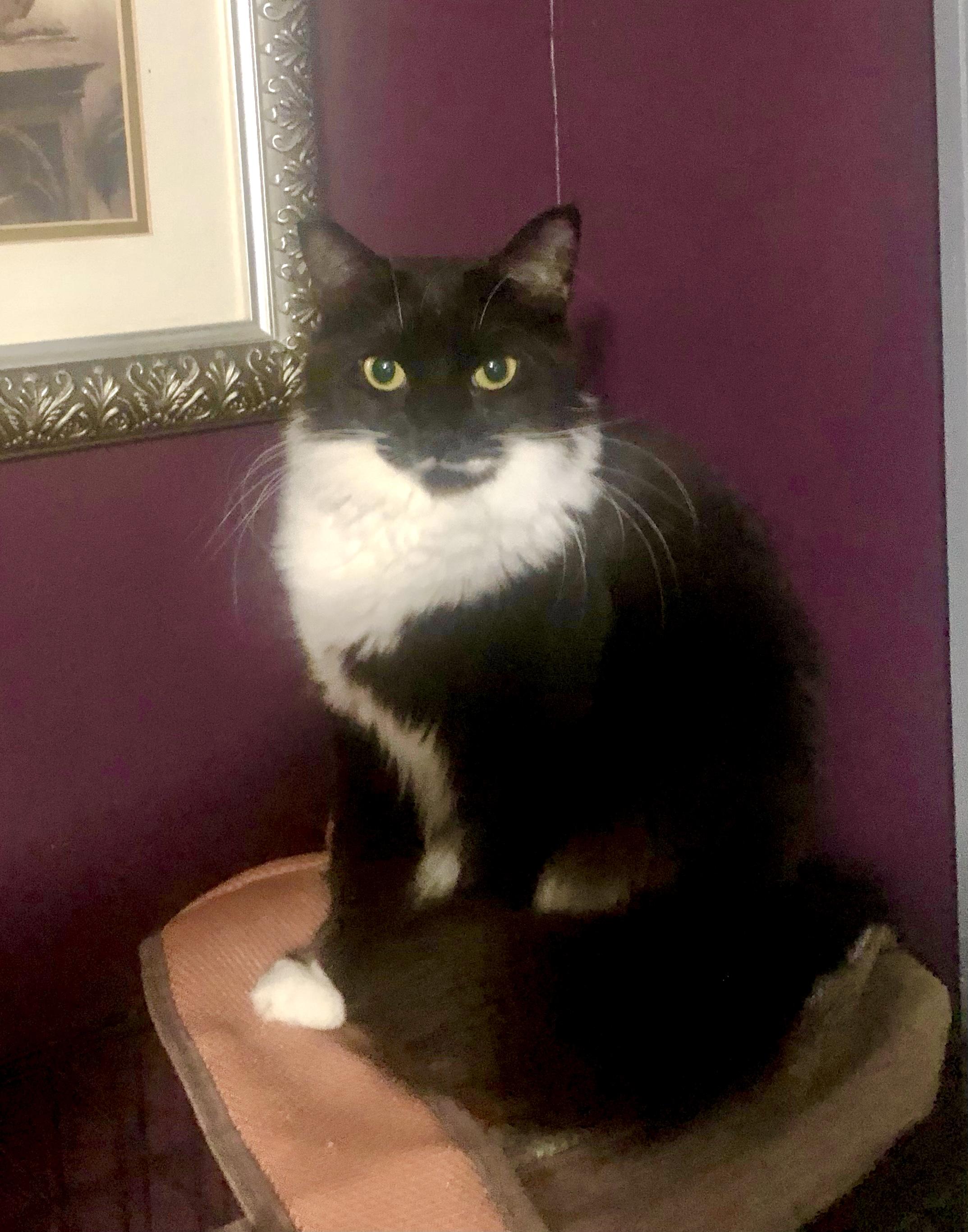 Victoria (LONG FUR)