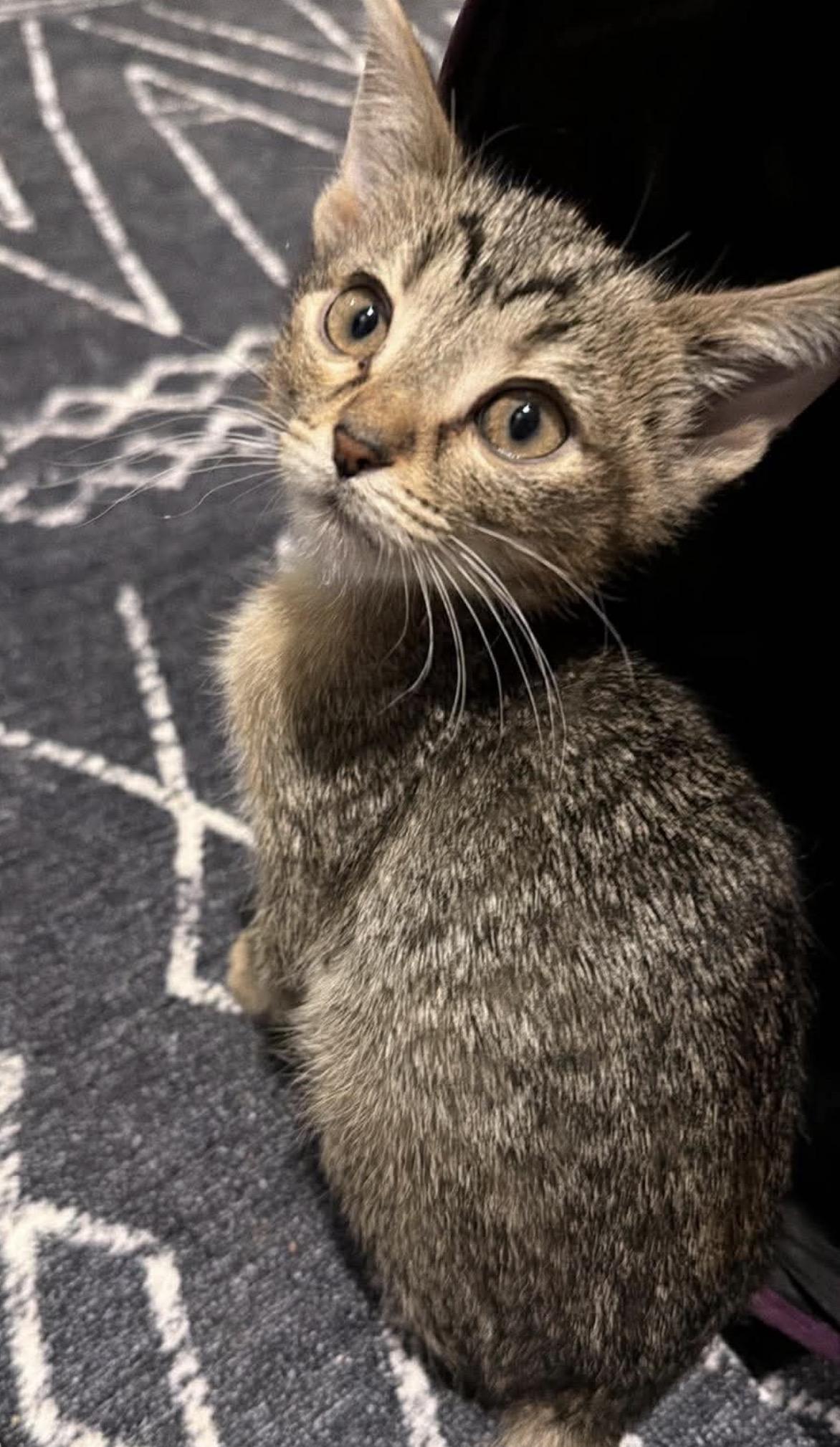 Sicily, Adoptable, Kitten Male Domestic Short Hair.