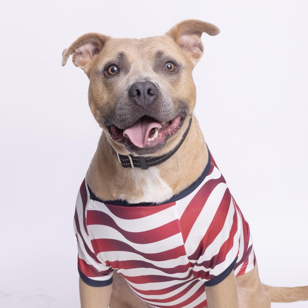 Buck, Adoptable, Adult Male Mixed Breed.