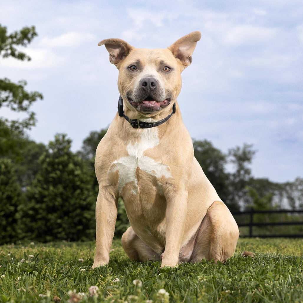 Buck, Adoptable, Adult Male Mixed Breed.
