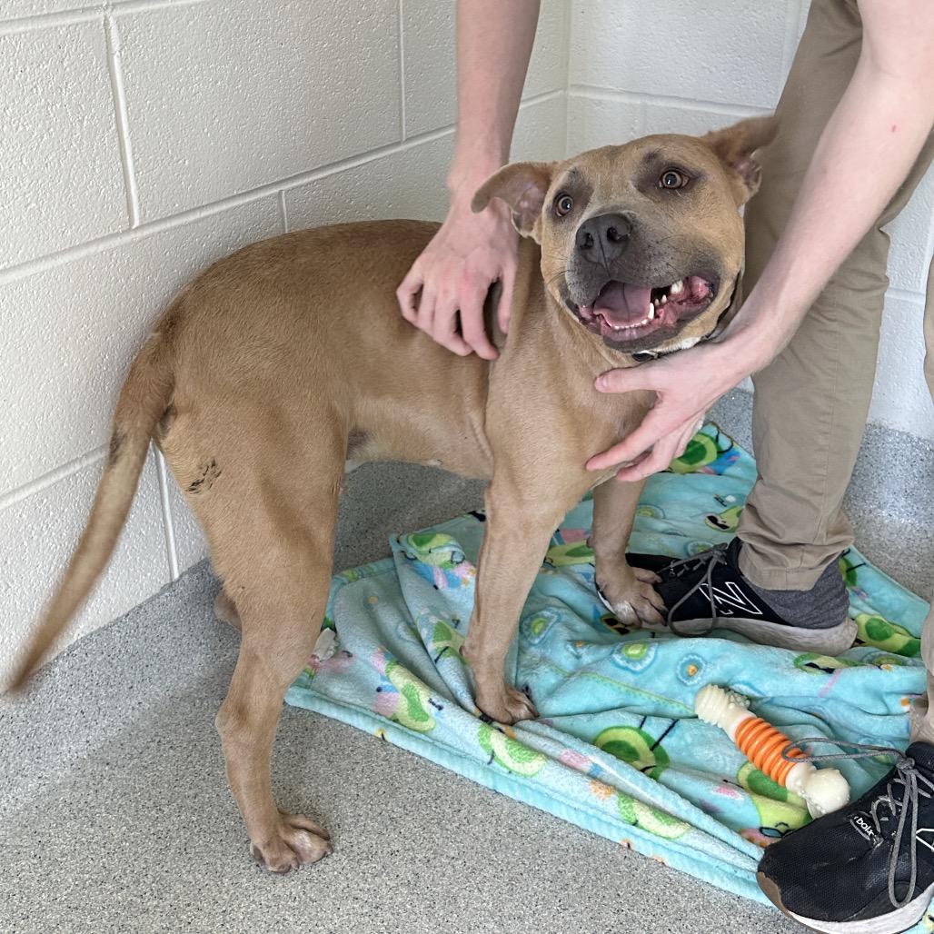 Enlarge Buck, a Adoptable Mixed Breed in Franklin, TN image 2/2