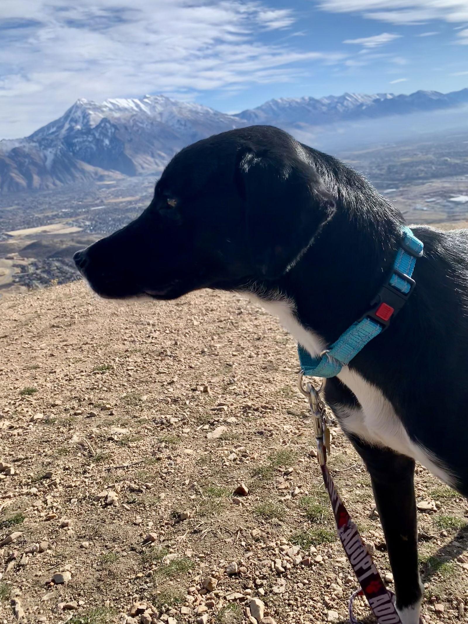 Parley, Adoptable, Adult Male Labrador Retriever.