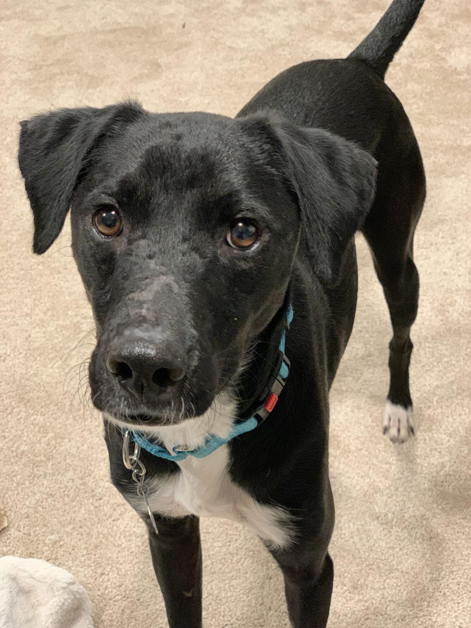 Parley, a Adoptable Labrador Retriever in Salt Lake City, UT image 2/3