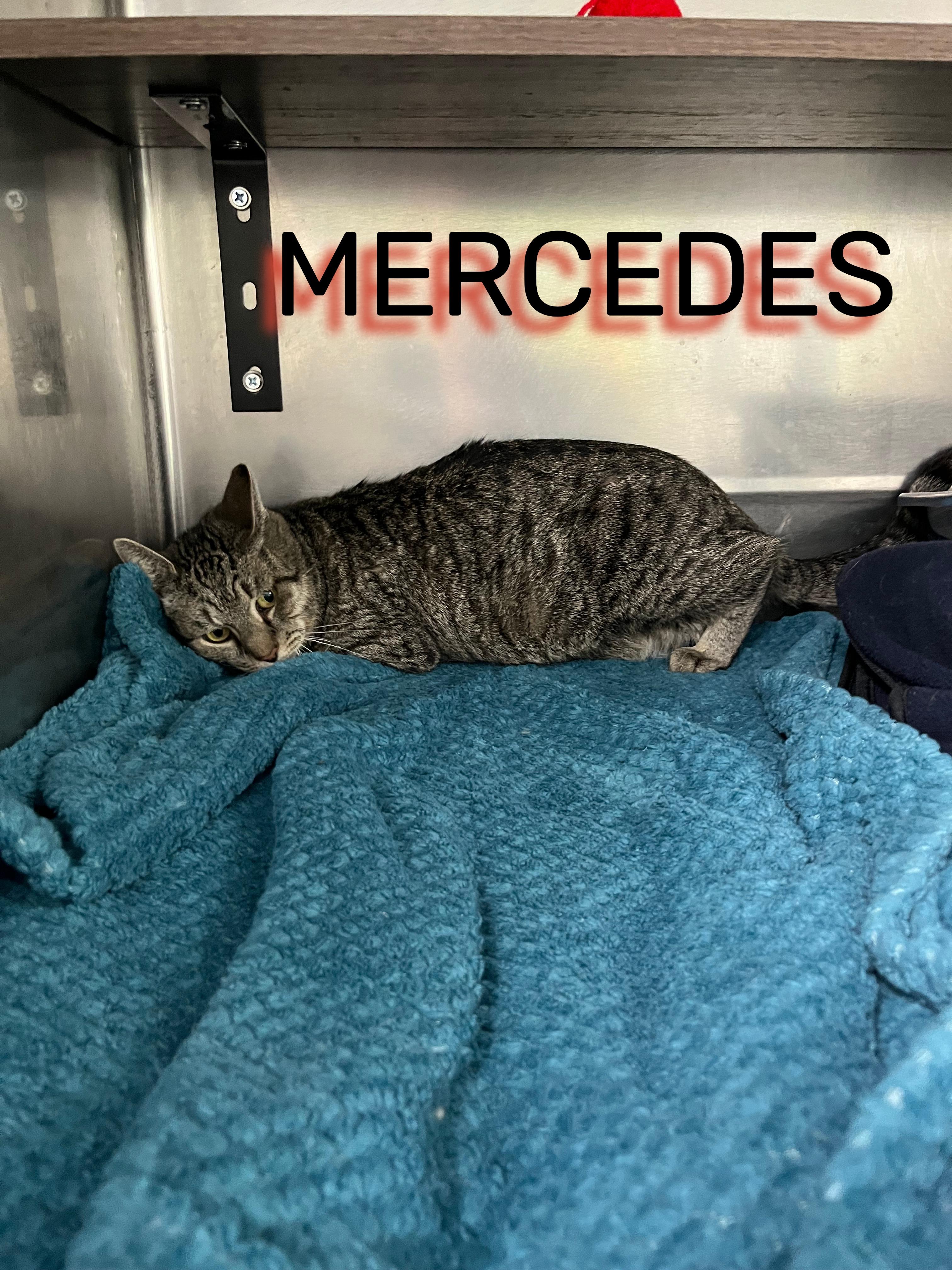 Enlarge Mercedes, a Adoptable Tabby in Pompton Plains, NJ image 1/1