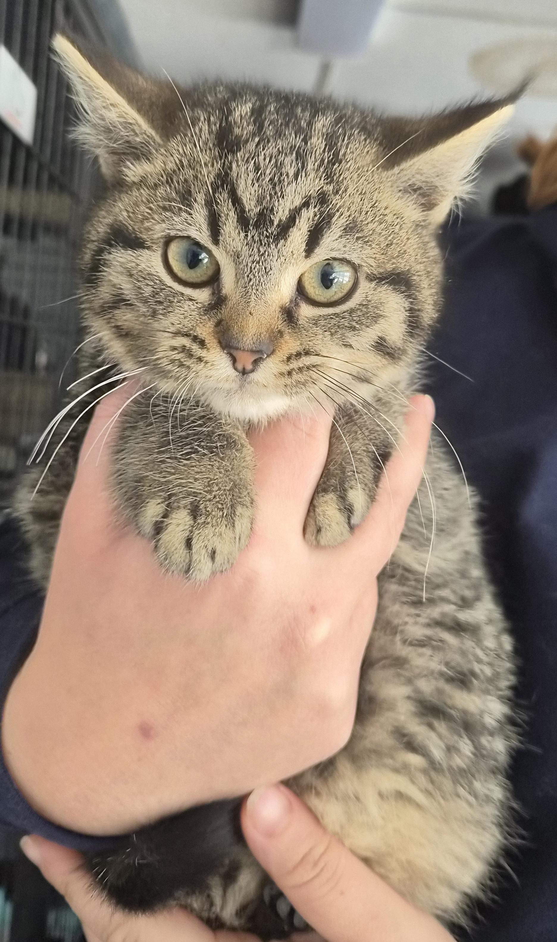 Enlarge Harmony, a Adopted Domestic Medium Hair in Hermitage, PA image 1/1
