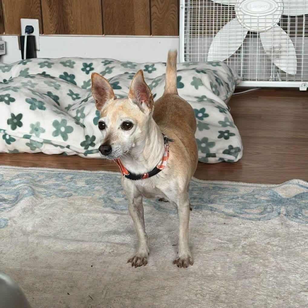 Enlarge Pumpkin, a Adoptable mixed breed in Yaphank, NY image 1/3