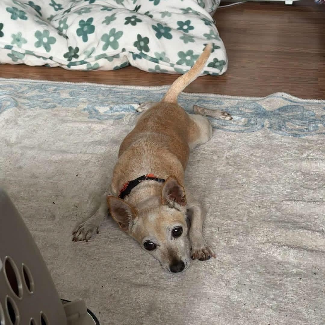 Enlarge Pumpkin, a Adoptable mixed breed in Yaphank, NY image 2/3