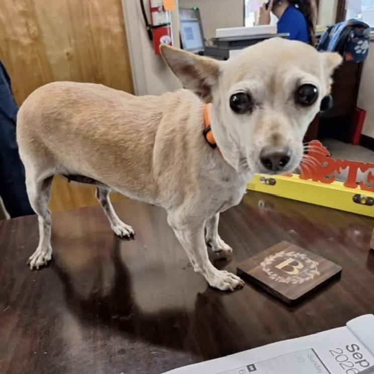 Enlarge Pumpkin, a Adoptable mixed breed in Yaphank, NY image 3/3