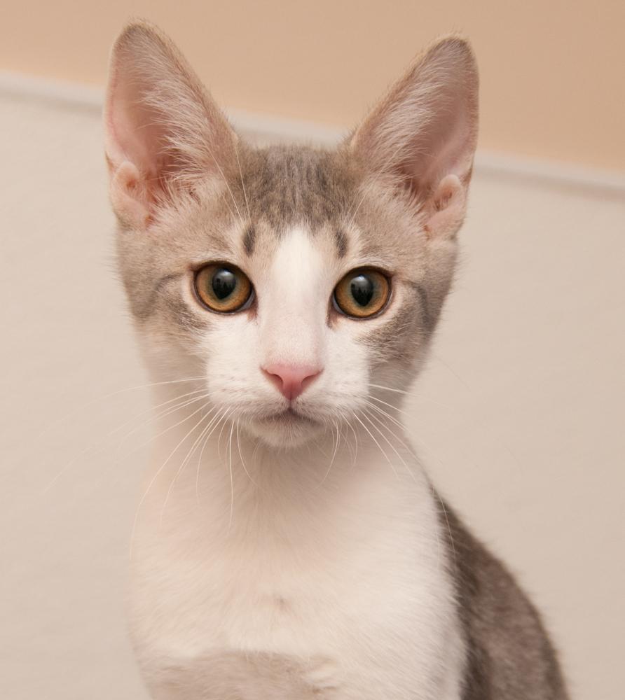 Perplexity (gets adopted wtih Gemini), Adoptable, Kitten Male Tabby.
