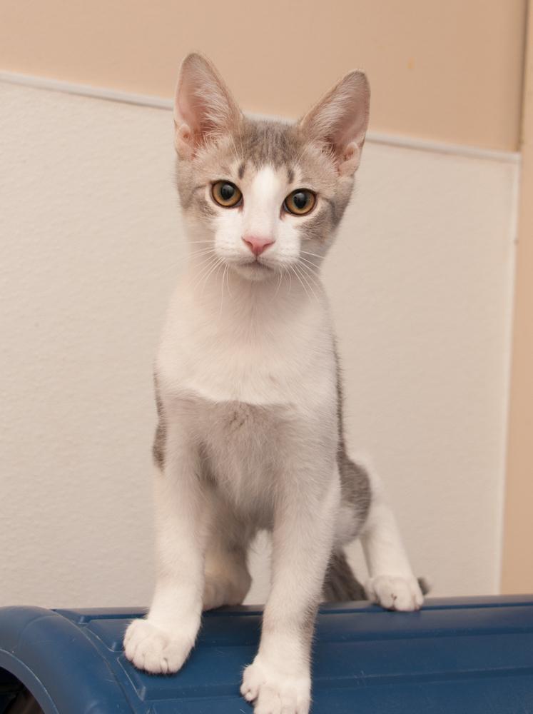 Enlarge Perplexity (gets adopted wtih Gemini), a Adoptable Tabby in Westminster, CO image 3/3