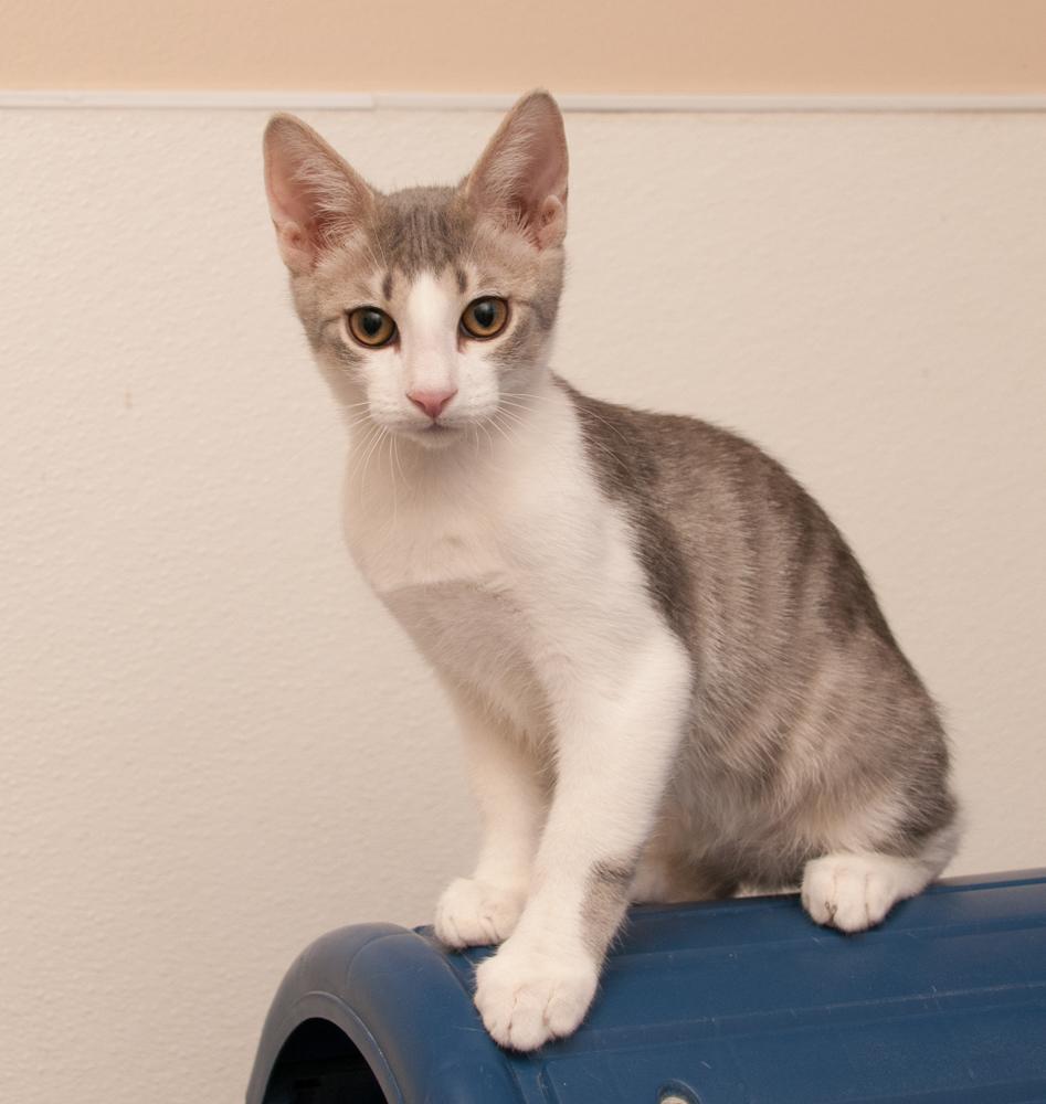 Enlarge Perplexity (gets adopted wtih Gemini), a Adoptable Tabby in Westminster, CO image 2/3