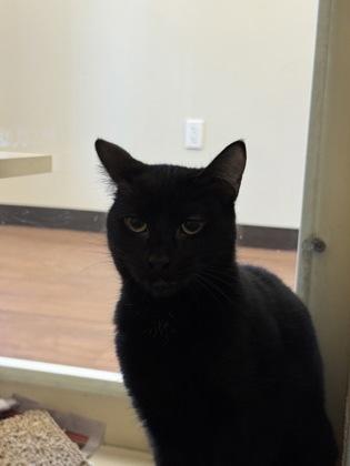 Enlarge Bruce (159342) (In a foster home), a ADOPTABLE Domestic Short Hair in Baton Rouge, LA image 2/2