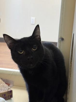 Enlarge Bruce (159342) (In a foster home), a ADOPTABLE Domestic Short Hair in Baton Rouge, LA image 1/2