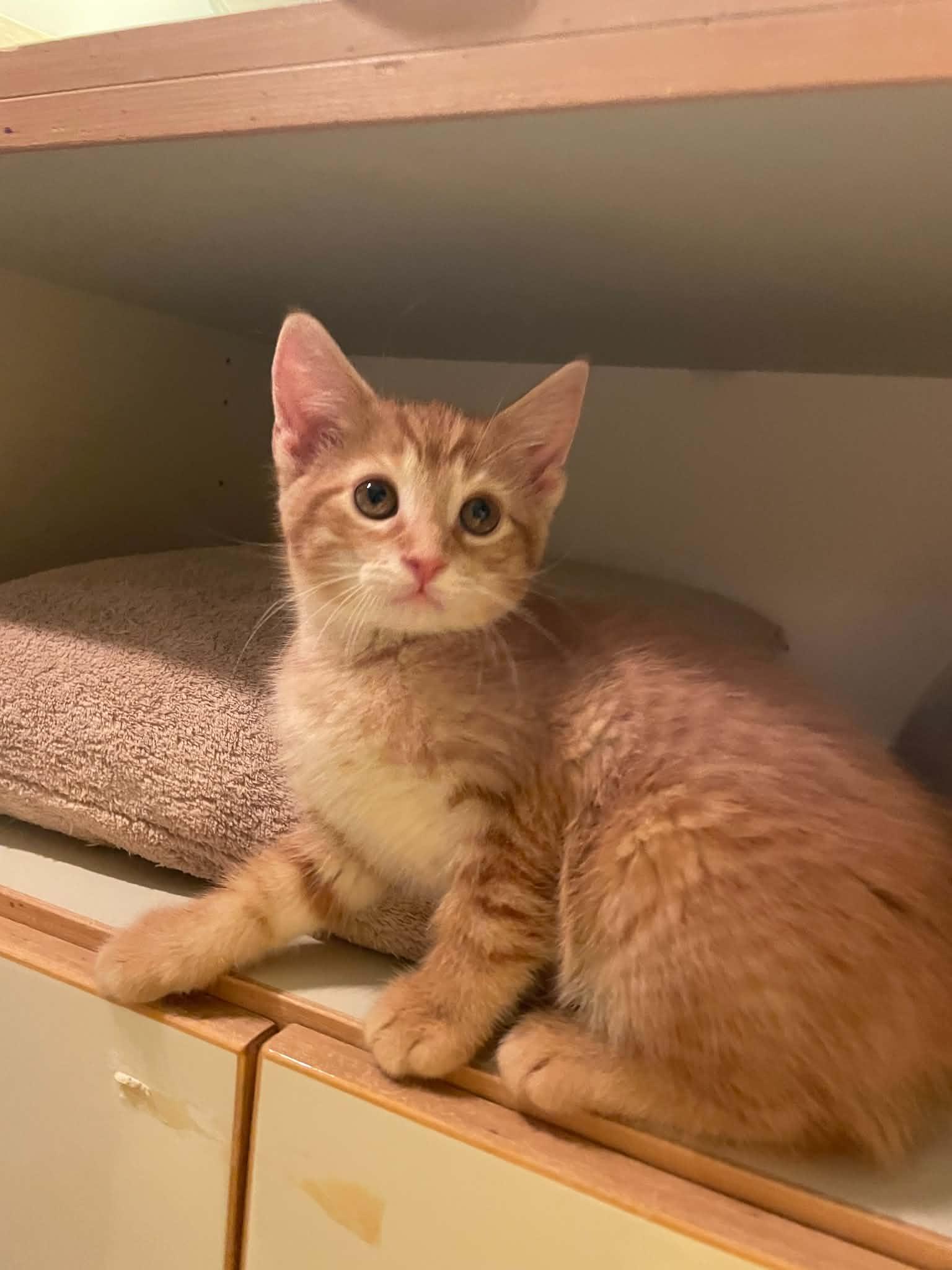 Hokey Pokey "HP", an adopted Domestic Short Hair in Shakespeare, ON image 5/6