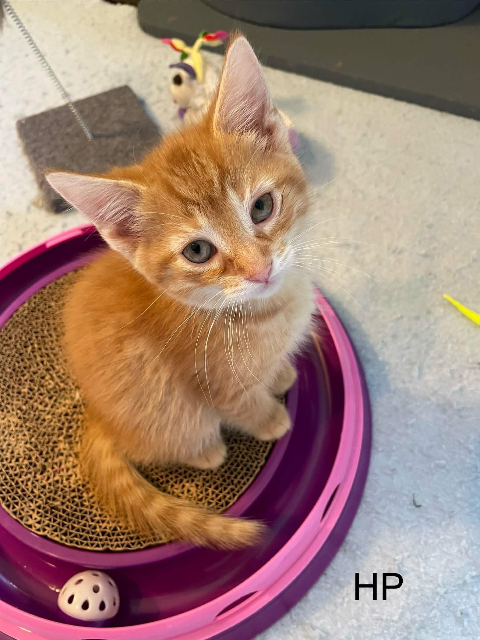 Hokey Pokey "HP", an adopted Domestic Short Hair in Shakespeare, ON image 1/6