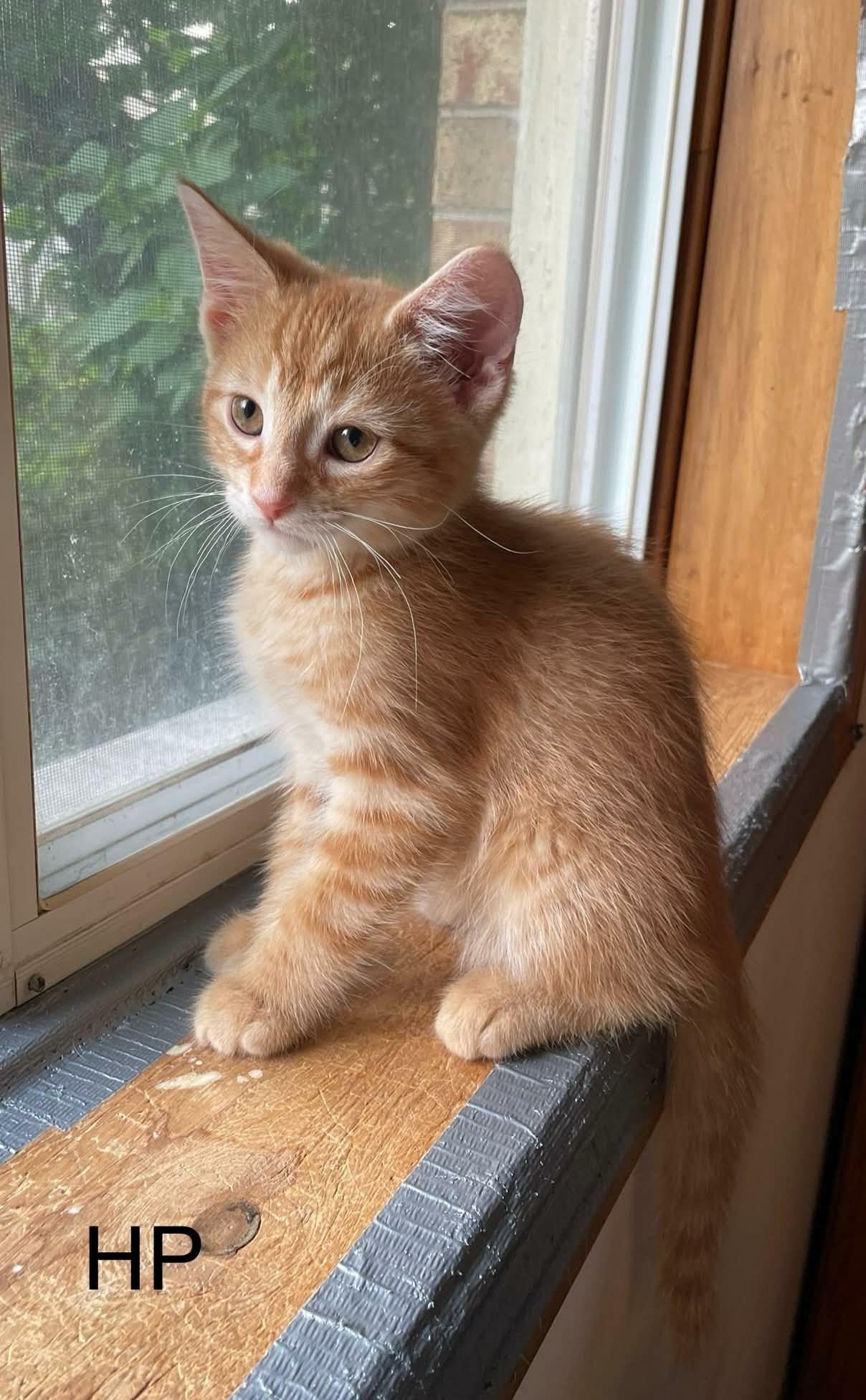Hokey Pokey "HP", an adopted Domestic Short Hair in Shakespeare, ON image 2/6