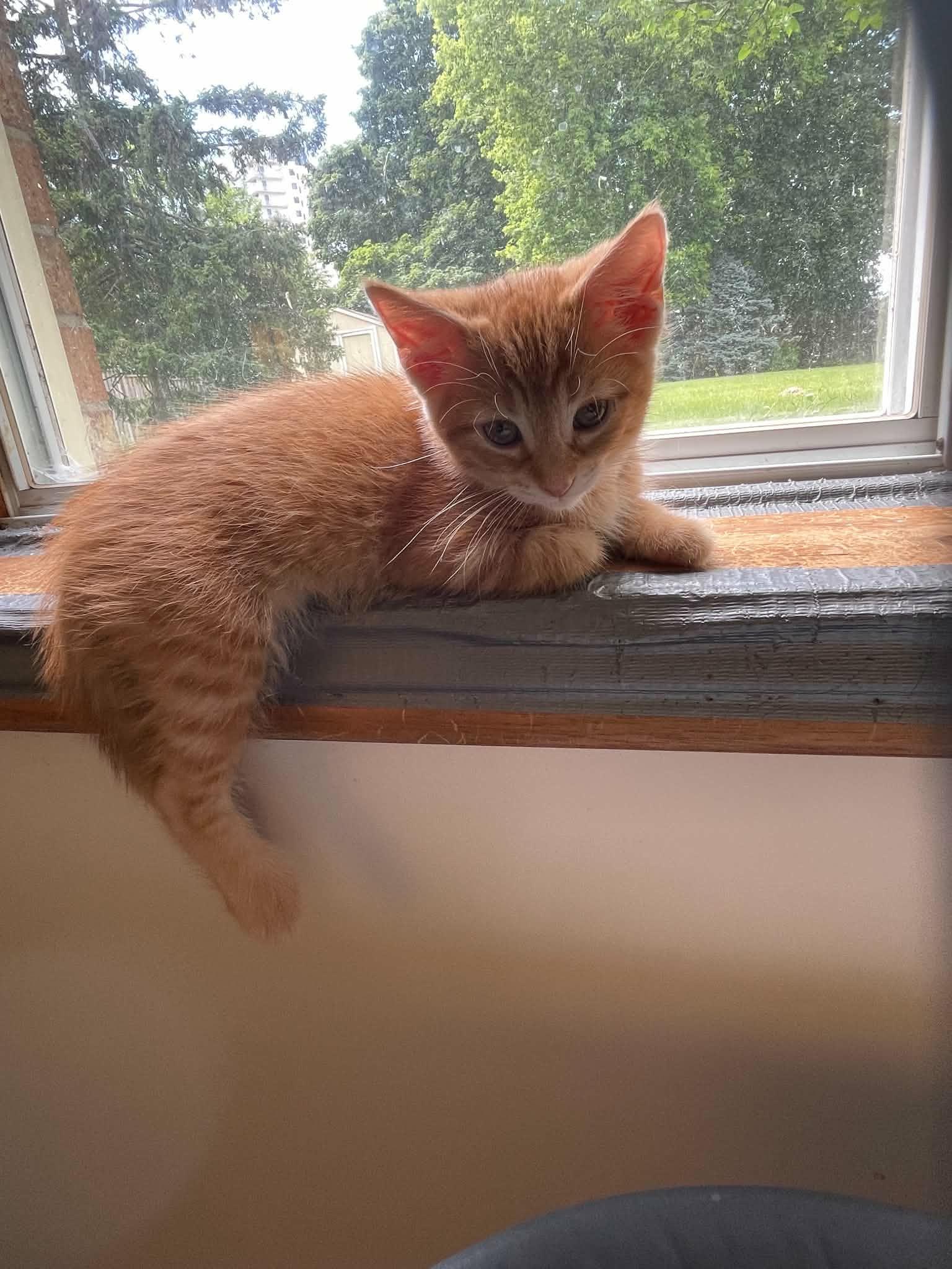 Hokey Pokey "HP", an adopted Domestic Short Hair in Shakespeare, ON image 6/6