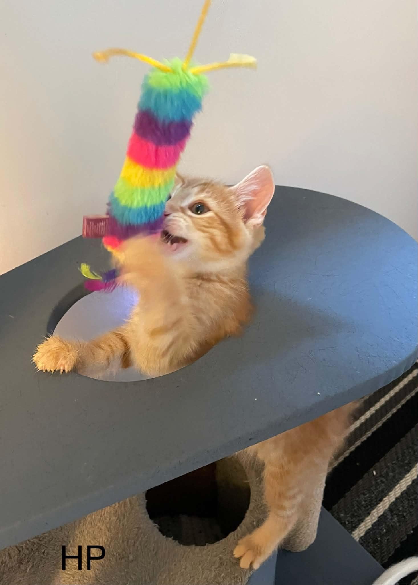 Hokey Pokey "HP", an adopted Domestic Short Hair in Shakespeare, ON image 3/6