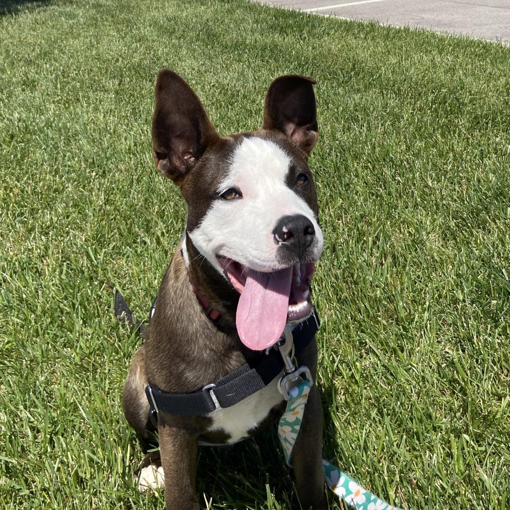 Tyson, Adoptable, Puppy Male Mixed Breed.