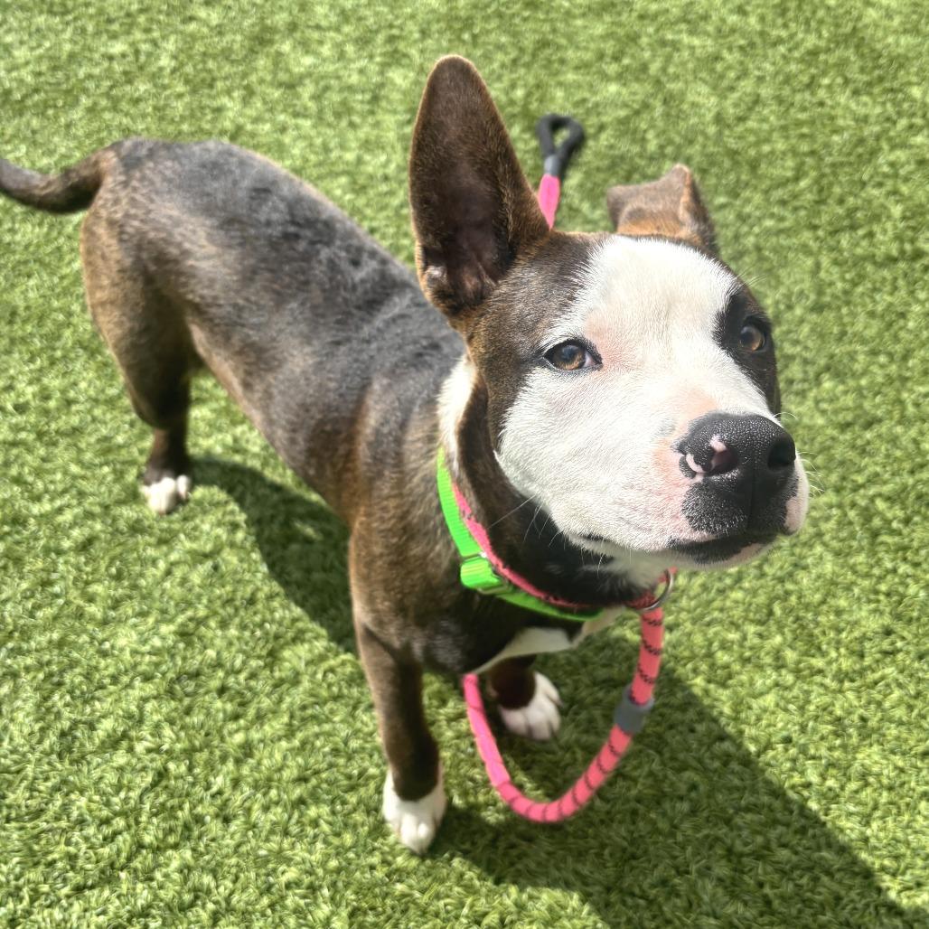 Enlarge Tyson, a Adoptable Mixed Breed in Washington Township, OH image 2/5