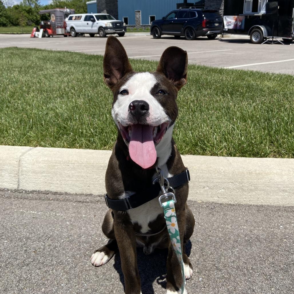 Enlarge Tyson, a Adoptable Mixed Breed in Washington Township, OH image 3/5