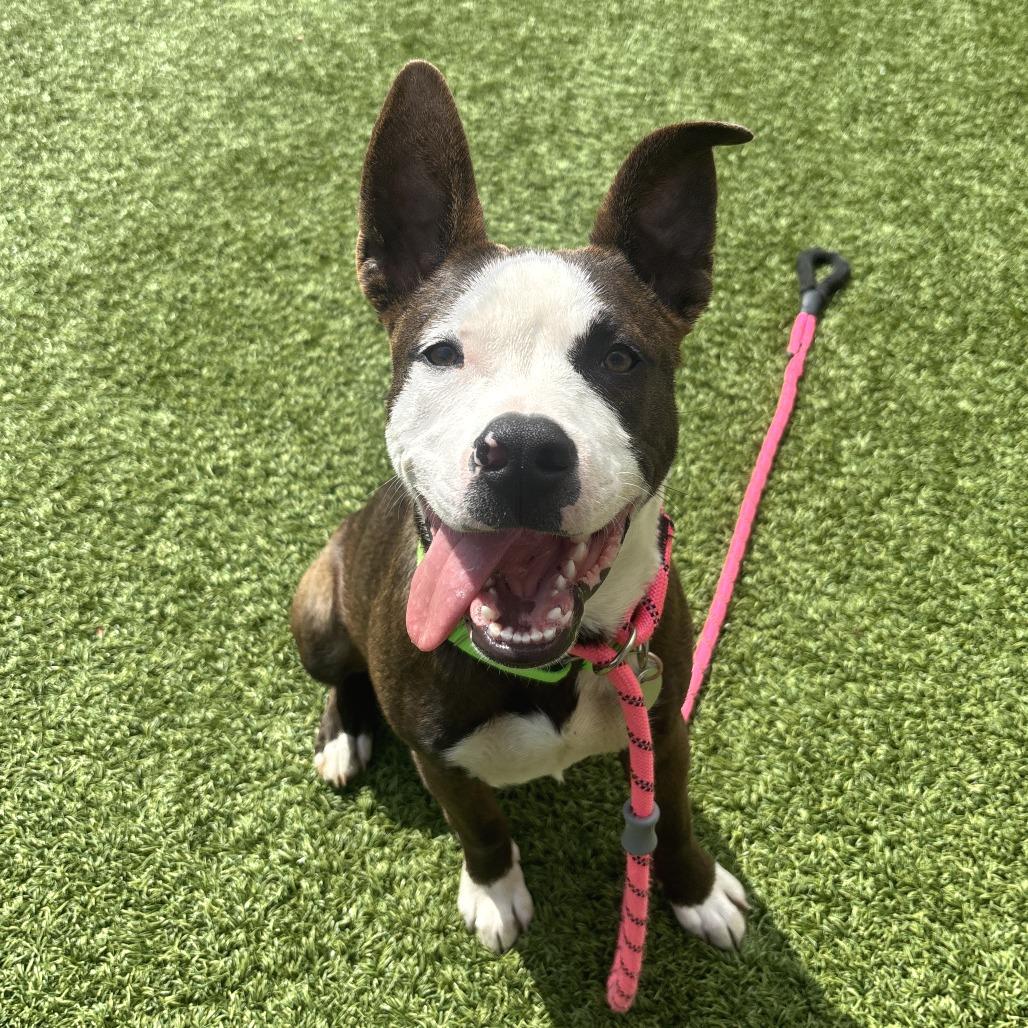 Enlarge Tyson, a Adoptable Mixed Breed in Washington Township, OH image 4/5