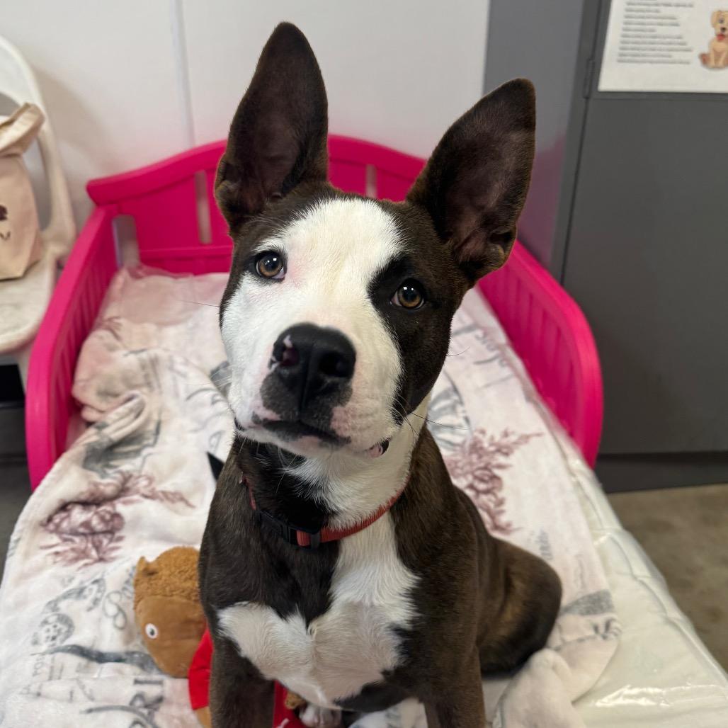 Enlarge Tyson, a Adoptable Mixed Breed in Washington Township, OH image 5/5