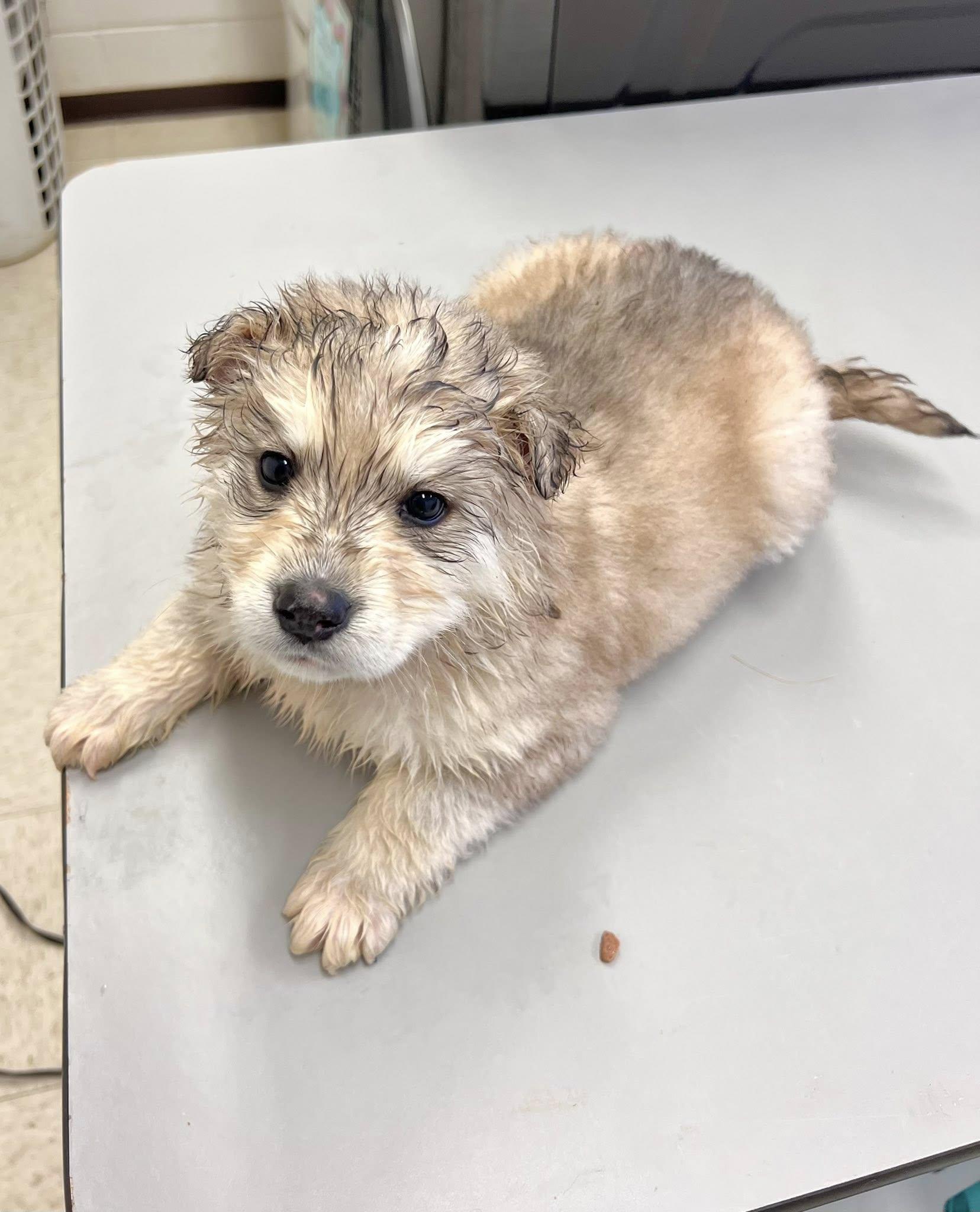 Sako, Adoptable, Puppy Female Husky.