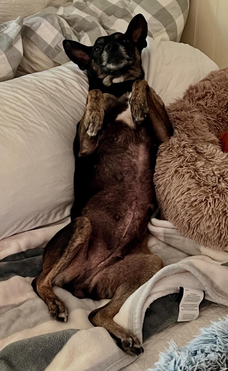 Reese Cup, Adoptable, Adult Female Chihuahua.