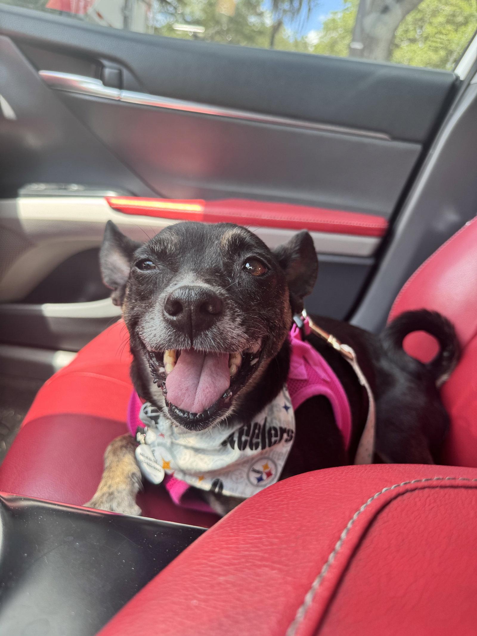 Reese Cup, Adoptable, Adult Female Chihuahua.