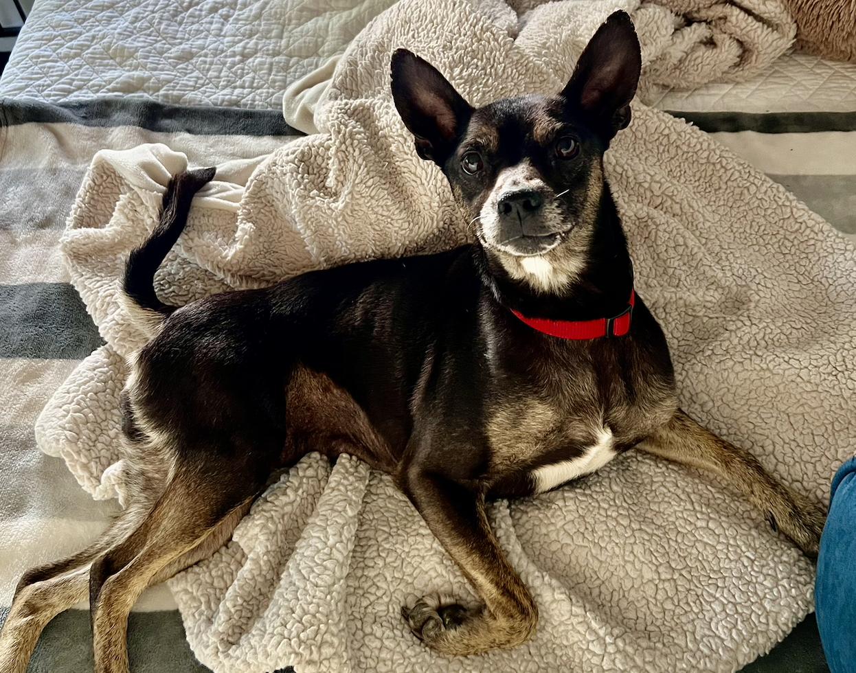 Enlarge Reese Cup, a Adoptable Chihuahua in Osteen, FL image 2/3