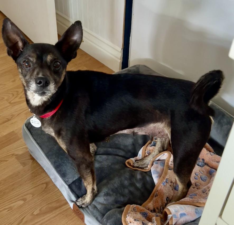 Enlarge Reese Cup, a Adoptable Chihuahua in Osteen, FL image 3/3
