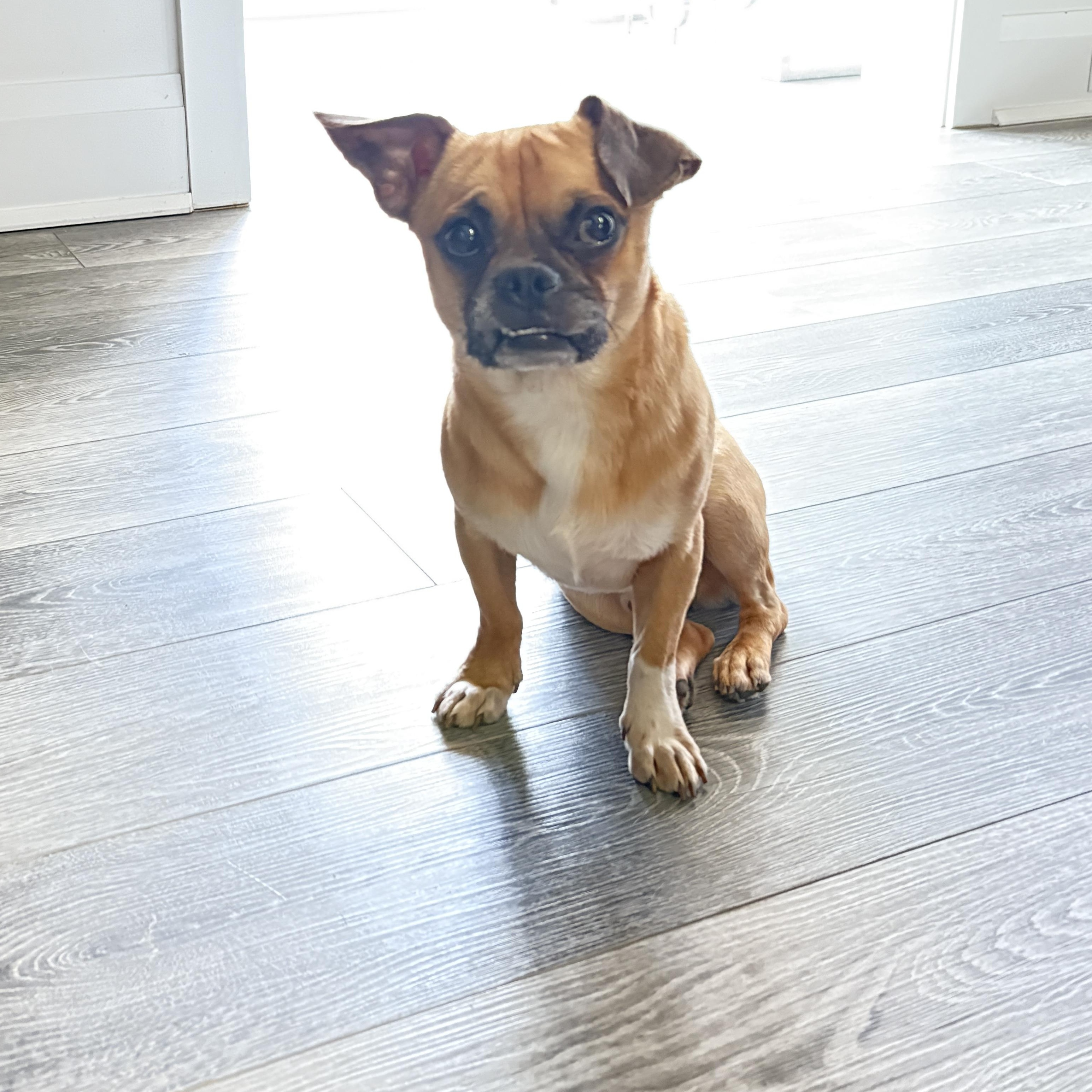 Fritz, Adult Male unknown