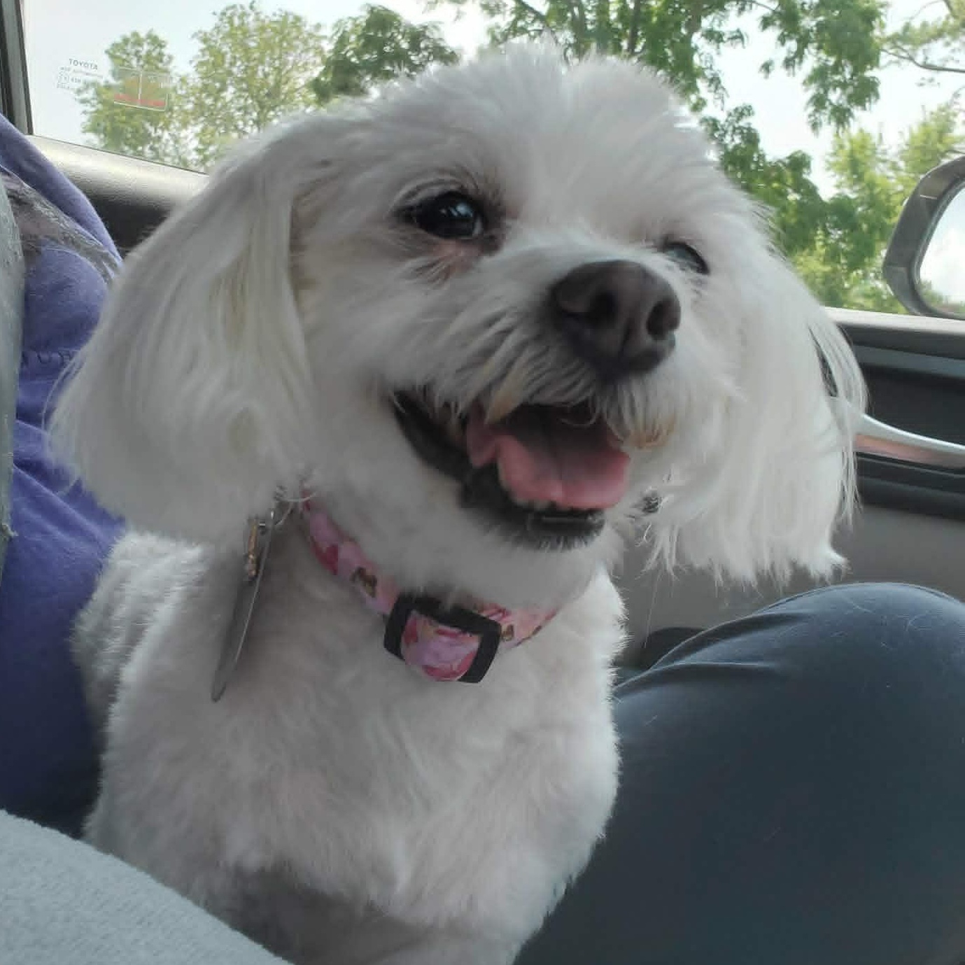 Maylee, adoptable, Adult Female Yorkshire Terrier & Maltese.