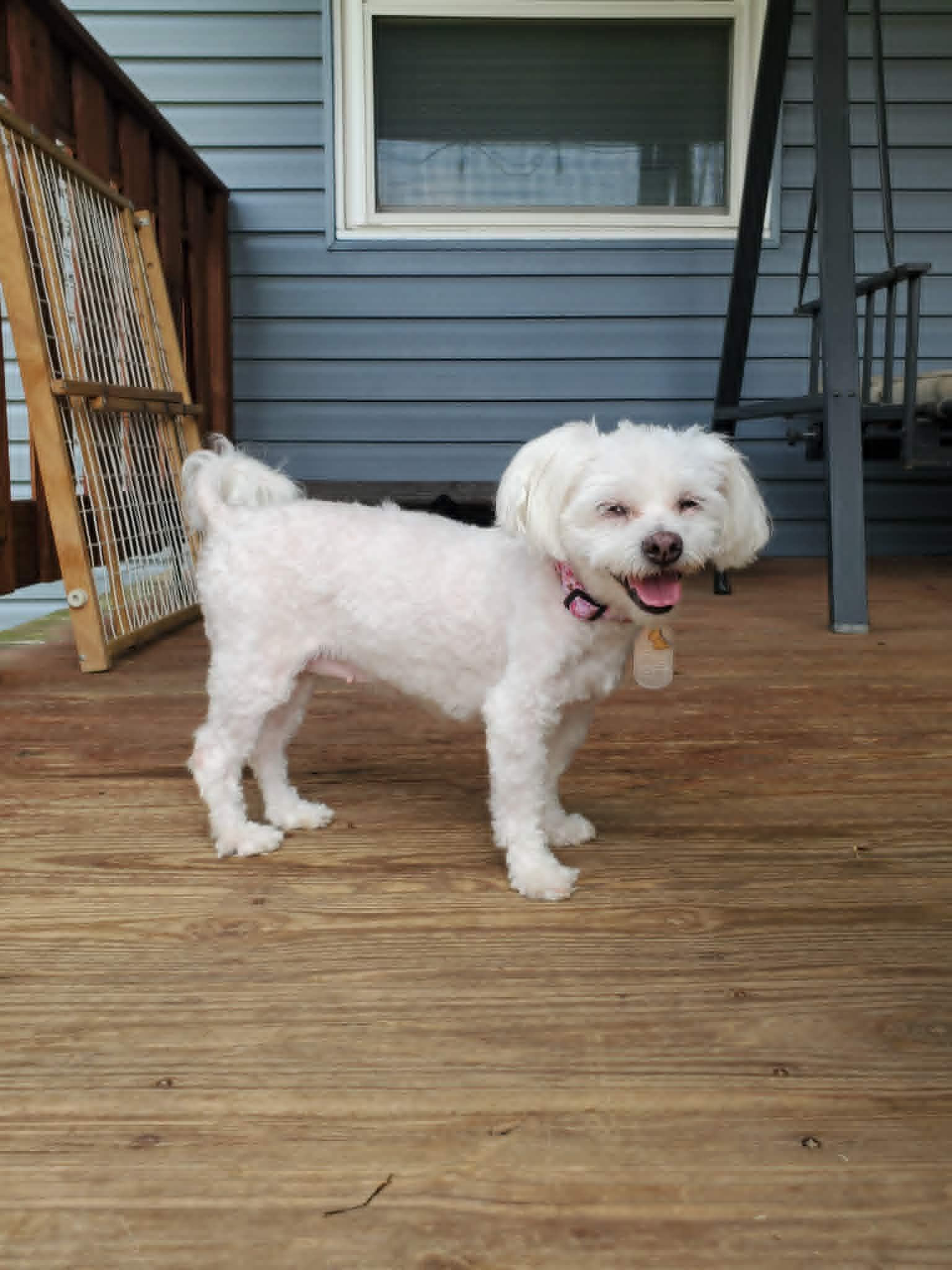 Maylee, an adoptable mixed breed in Dayton, OH image 3/6