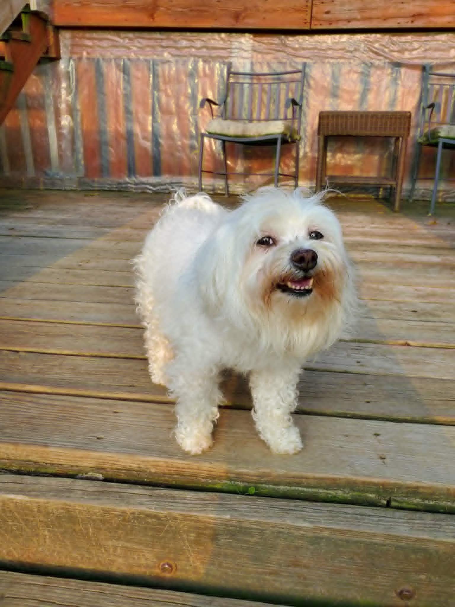 Maylee, an adopted mixed breed in Dayton, OH image 3/6