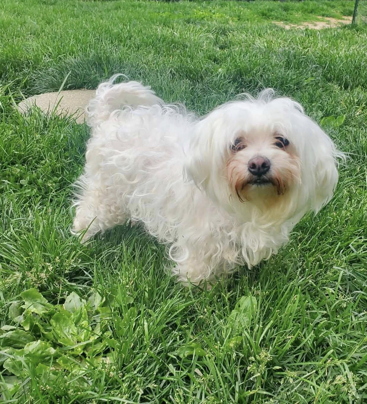 Maylee, an adopted mixed breed in Dayton, OH image 6/6
