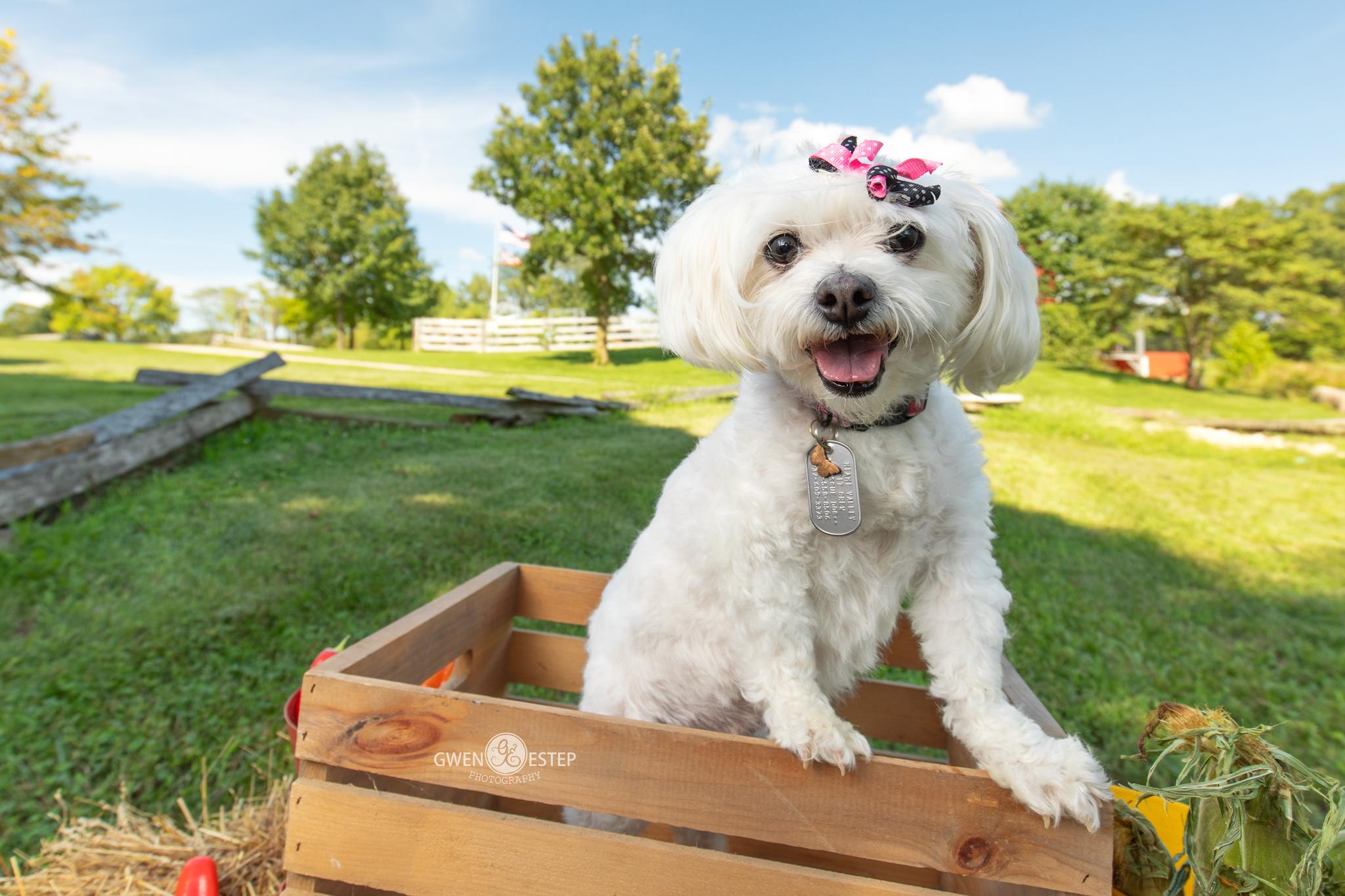 Maylee, an adoptable mixed breed in Dayton, OH image 1/6