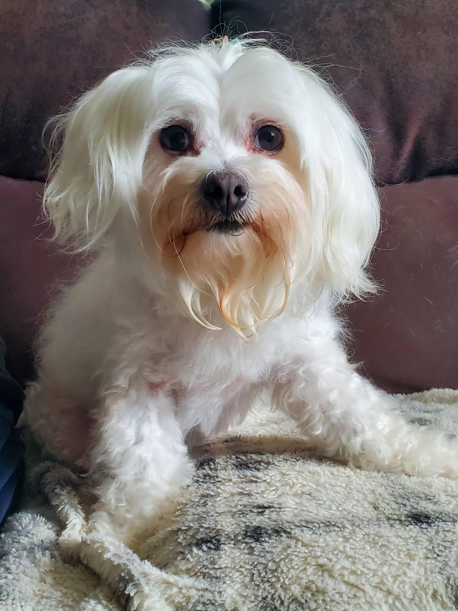 Maylee, an adopted mixed breed in Dayton, OH image 2/6